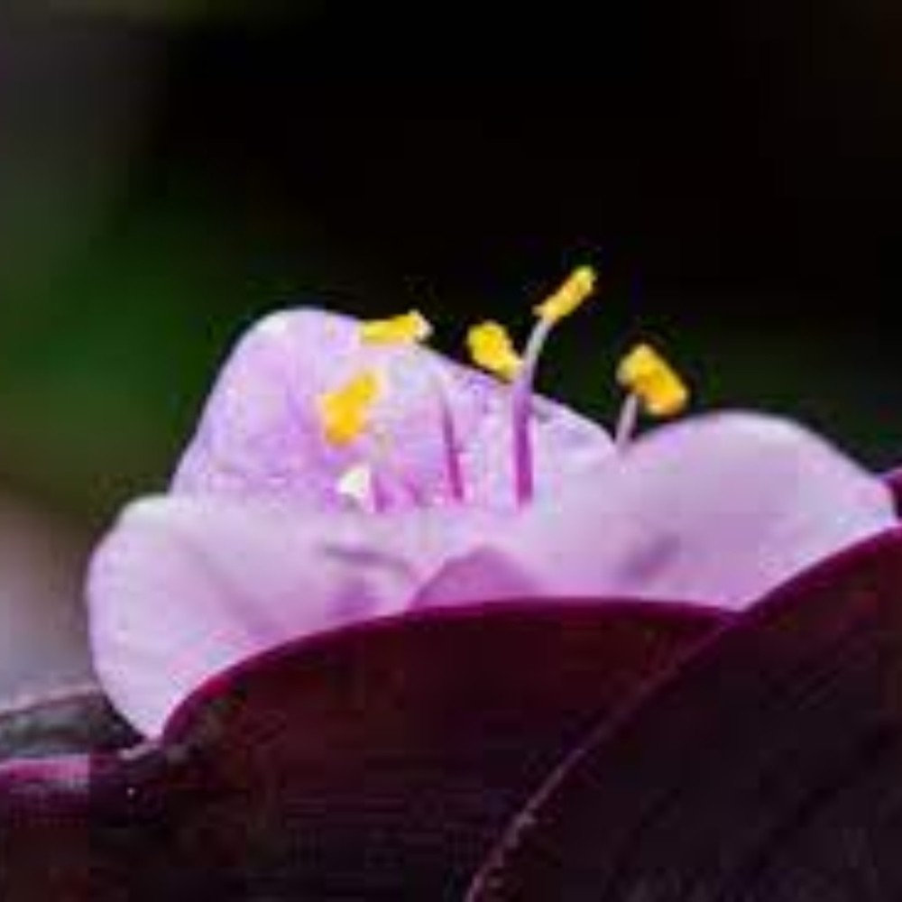 Meet your Posher, Classysassykay.